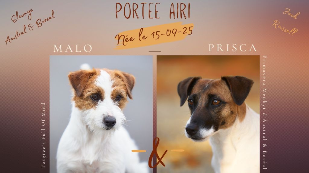 Chiot Jack Russell Terrier D'Austral Et Boréal