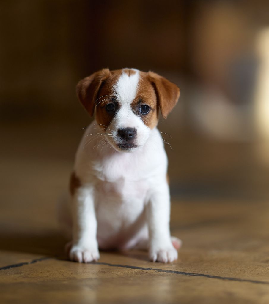 D'Austral Et Boréal - Jack Russell Terrier - Portée née le 22/12/2024