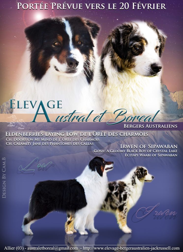 D'Austral Et Boréal - Berger Australien - Portée née le 21/02/2019